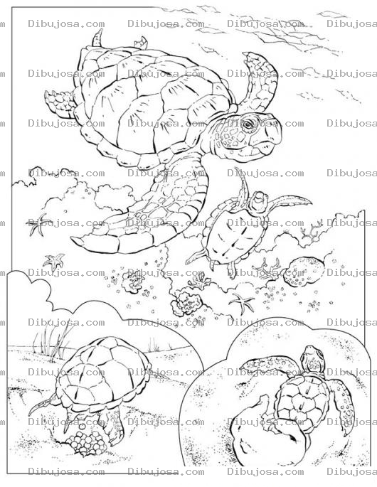 Dibujo para colorear Colorear Tortugas En El Mar