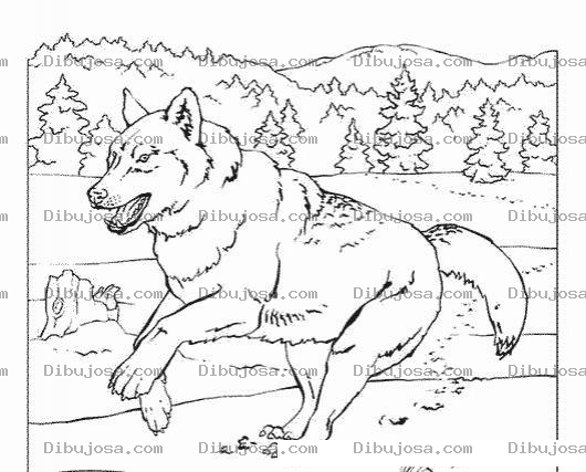 Dibujo para colorear Colorear Lobo En El Bosque