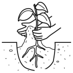 Dibujo para colorear Colorear Manos Plantando Un Arbol
