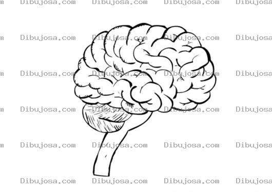 Dibujo para colorear Colorear Cerebro
