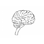 Dibujo para colorear Colorear Cerebro