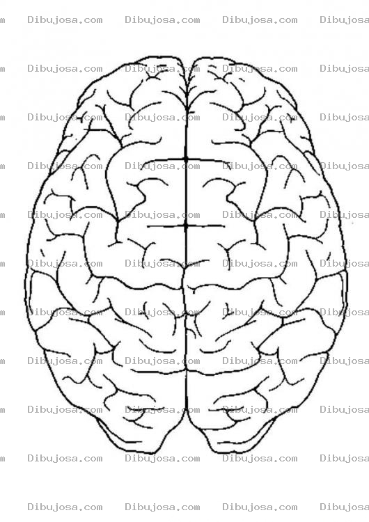 Dibujo para colorear Dibujo Del Cerebro Para Colorear