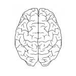 Dibujo para colorear Dibujo Del Cerebro Para Colorear