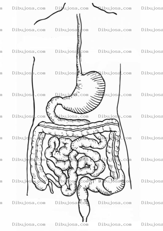 Dibujo para colorear Colorear Estomago E Intestinos Tracto Digestivo