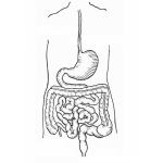 Dibujo para colorear Colorear Estomago E Intestinos Tracto Digestivo