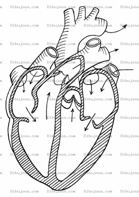Dibujo para colorear Dibujo De Un Corazon Humano Para Pintar