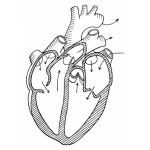 Dibujo para colorear Dibujo De Un Corazon Humano Para Pintar