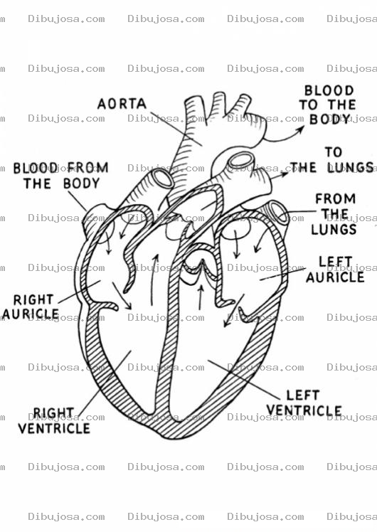 Dibujo para colorear Colorear Estructura Del Corazon