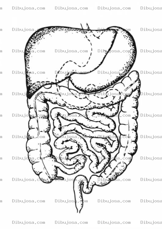 Dibujo para colorear Colorear Estomago Higado E Intestinos