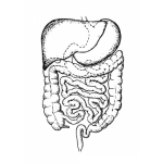 Dibujo para colorear Colorear Estomago Higado E Intestinos