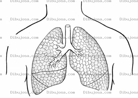 Dibujo para colorear Colorear Pulmones