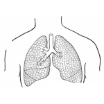 Dibujo para colorear Colorear Pulmones