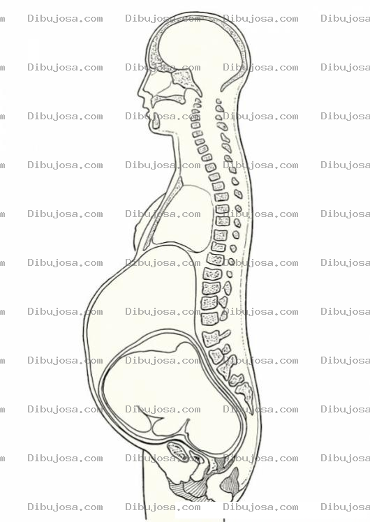 Dibujo para colorear Colorear Columna Vertebral De Mujer Embarazada