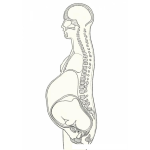 Dibujo para colorear Colorear Columna Vertebral De Mujer Embarazada