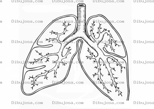 Dibujo para colorear Colorear Sistema Pulmonar