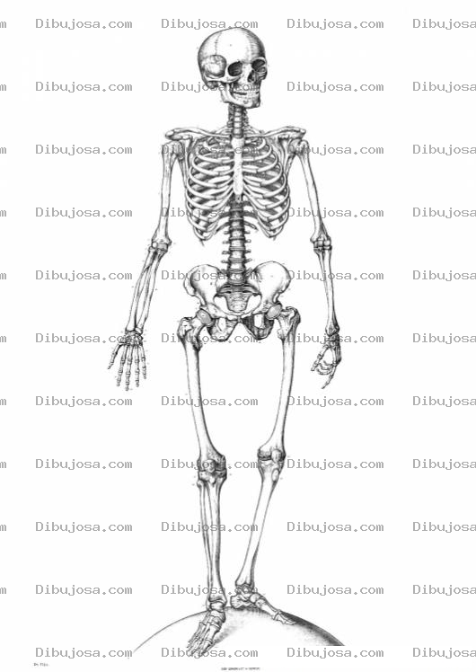 Dibujo para colorear Colorear Esqueleto Humano Con Sus 206 Huesos