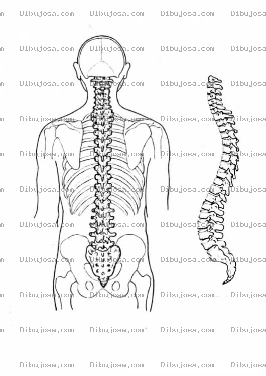 Dibujo para colorear Colorear Espina Dorsal Del Cuerpo Humano