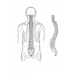 Dibujo para colorear Colorear Espina Dorsal Del Cuerpo Humano