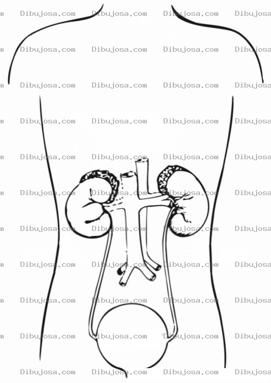 Dibujo para colorear Colorear Sistema Urinario Rinones Y Vejiga Urinaria