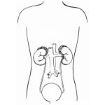 Dibujo para colorear Colorear Sistema Urinario Rinones Y Vejiga Urinaria