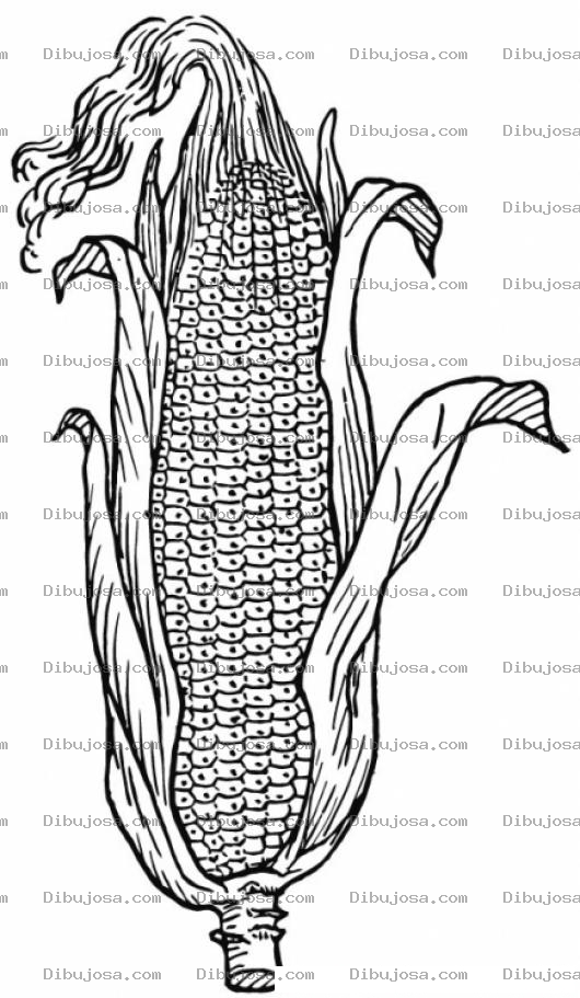 Dibujo para colorear Colorear Elot Con Mazorca De Maiz De Milpa Corn