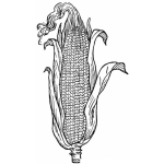 Dibujo para colorear Colorear Elot Con Mazorca De Maiz De Milpa Corn