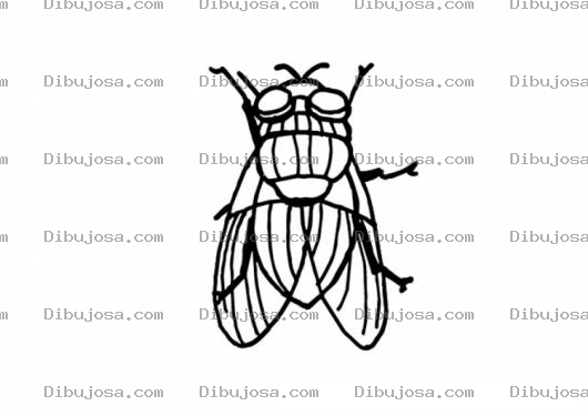 Dibujo para colorear Colorear Mosca Negra