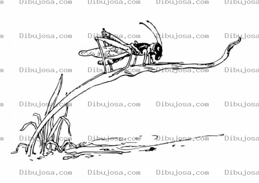 Dibujo para colorear Colorear Saltamontes Quiebrapalitos