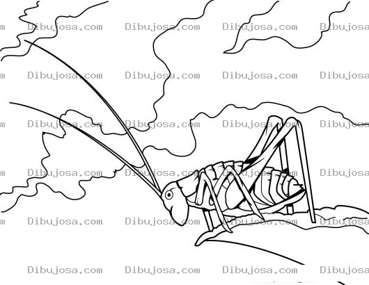 Dibujo para colorear Saltamontes Para Colorear
