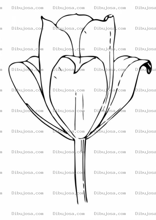 Dibujo para colorear Colorear Tulipan