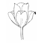 Dibujo para colorear Colorear Tulipan
