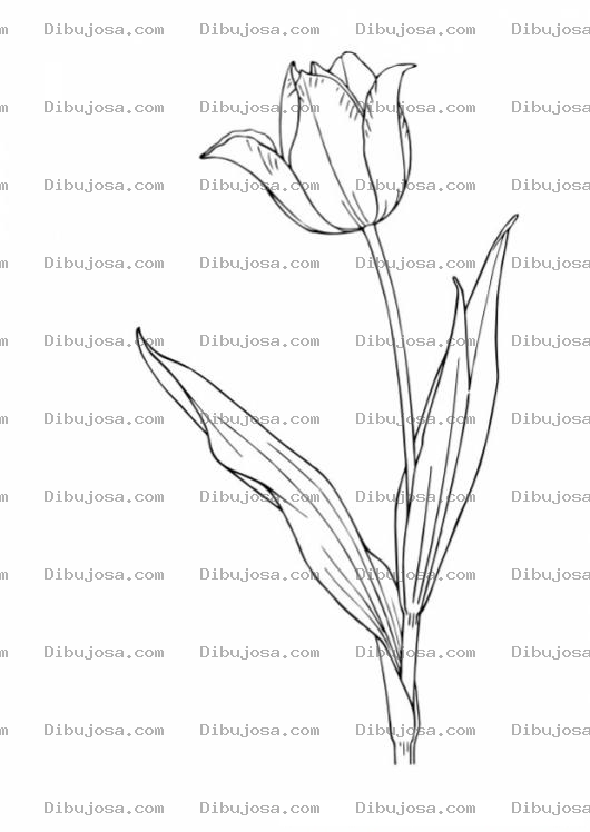 Dibujo para colorear Tulipan Para Colorear Y Pintar
