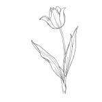 Dibujo para colorear Tulipan Para Colorear Y Pintar