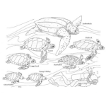 Dibujo para colorear Tortugas Del Mar Para Colorear