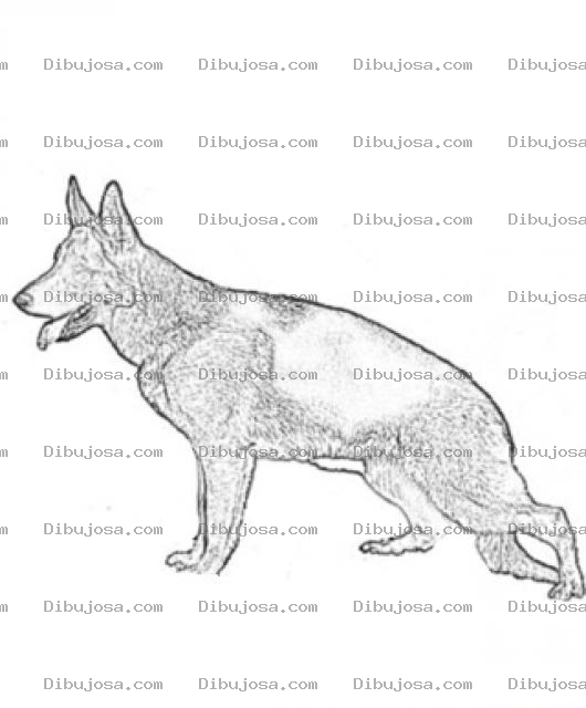 Dibujo para colorear Pastor Aleman Para Colorear E Imprimir