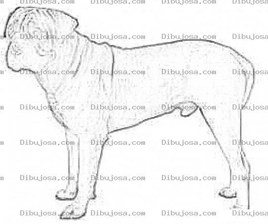 Dibujo para colorear Bullmastiff Coloring Page