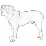 Dibujo para colorear Bullmastiff Coloring Page
