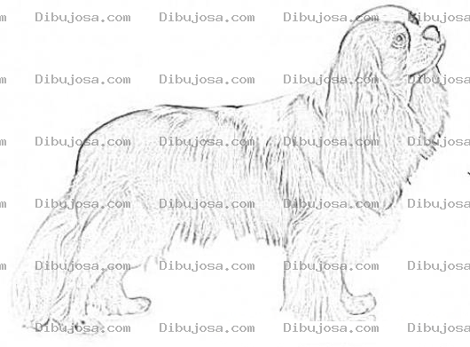 Dibujo para colorear Cavalier King Charles Spaniel Coloring Page