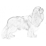 Dibujo para colorear Cavalier King Charles Spaniel Coloring Page