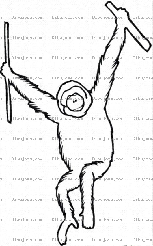 Dibujo para colorear Corangutan Coloring Page