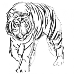 Dibujo para colorear Dibujo A Mano De Un Tigre Para Colorear