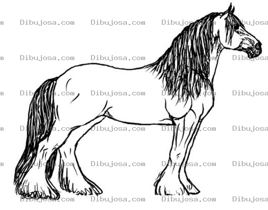 Dibujo para colorear Caballo Lanudo Y Peludo De Las Patas Para Pintar Y Colorear