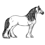 Dibujo para colorear Caballo Lanudo Y Peludo De Las Patas Para Pintar Y Colorear