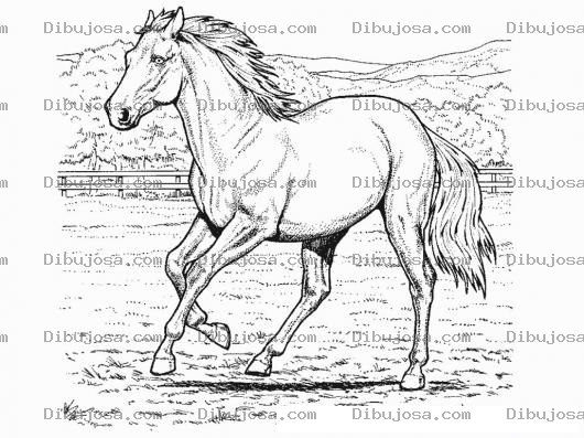Dibujo para colorear Caballo Viejo Para Pintar Y Colorear