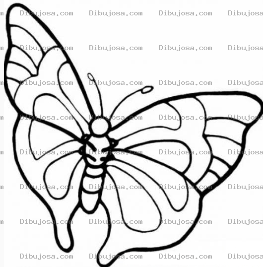 Dibujo para colorear mariposa grande para colorear