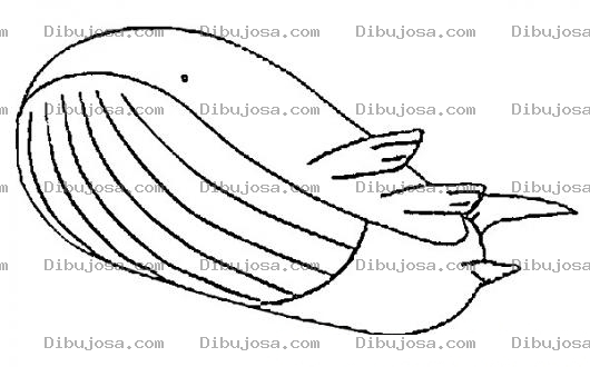 Dibujo para colorear Dibujo De Ballena Para Colorear
