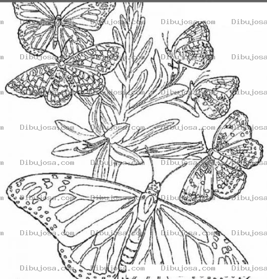 Dibujo para colorear mariposas en una rama para pintar