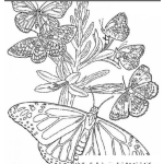Dibujo para colorear mariposas en una rama para pintar