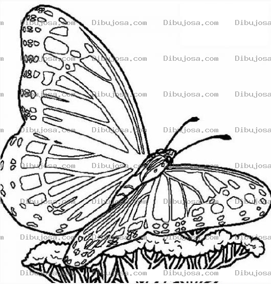 Dibujo para colorear mariposa grande sobre un hongo para colorer