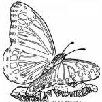 Dibujo para colorear mariposa grande sobre un hongo para colorer